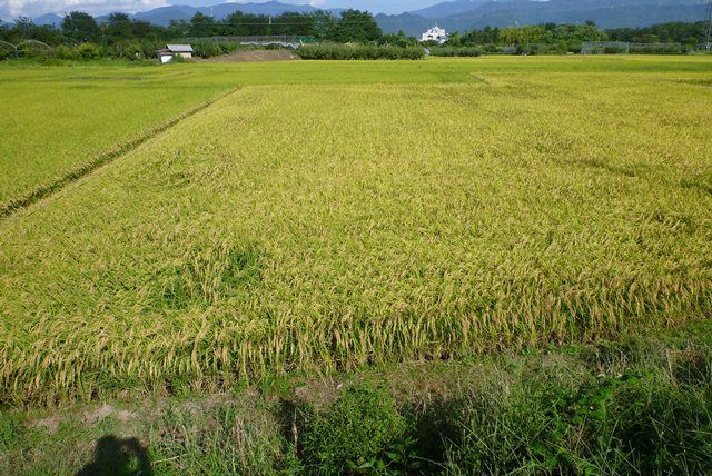工務部の水戸です。