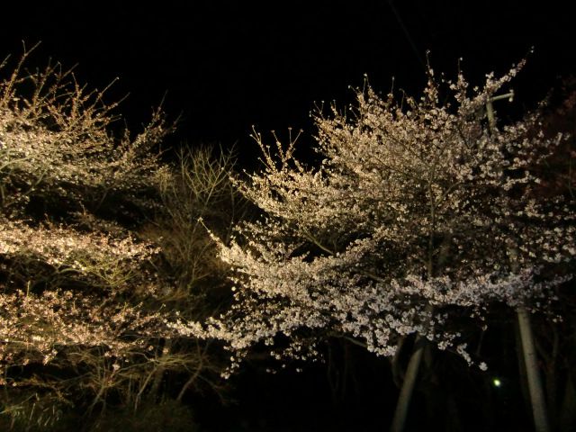 夜桜　きれいでした　!!
