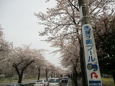 毎年恒例の　馬見ヶ崎桜並木です!!