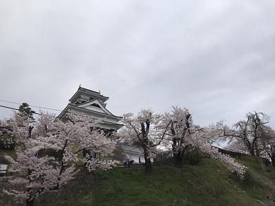 桜満開です!!