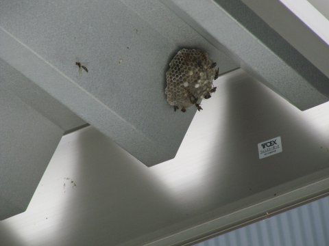 【レポート】　蜂の巣退治