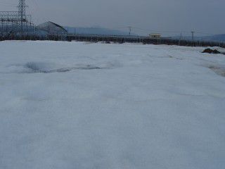 畑はまだまだ一面の雪なのに