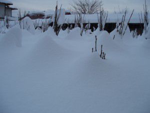 ぶどう接木真っ最中です