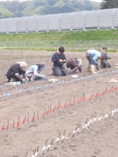 梨の接ぎ木