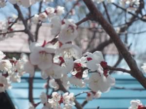 山形も桜の季節になりました