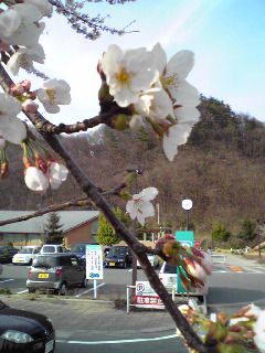 ★馬見ヶ崎のさくら★