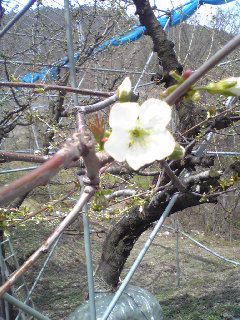 さくらんぼの花です（ナポレオン）