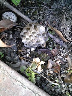 ★蜂の巣を除去★