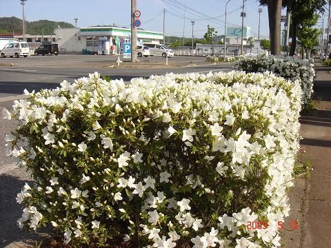 咲いてきました！