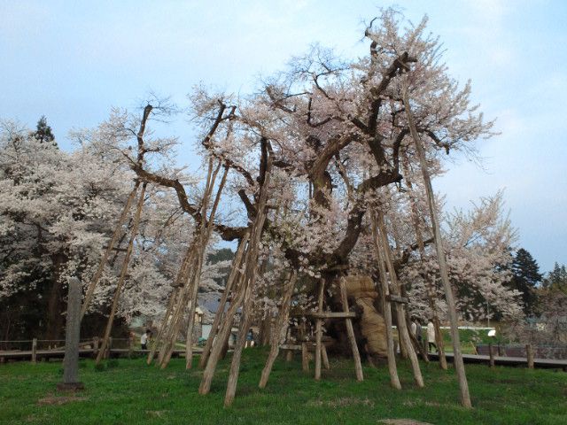 『久保桜』