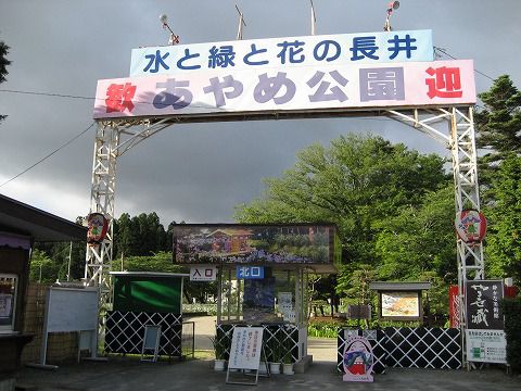 『あやめ祭り』