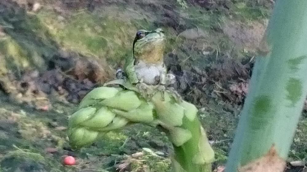 ケロケロ♪