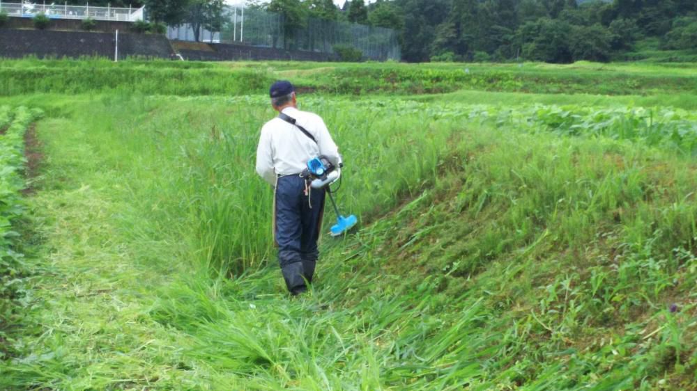 大豆畦畔草刈り