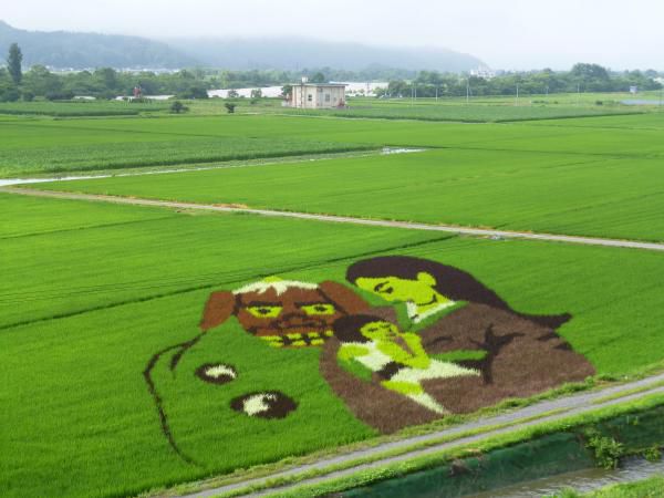 今年の田んぼアートはこのデザインです。