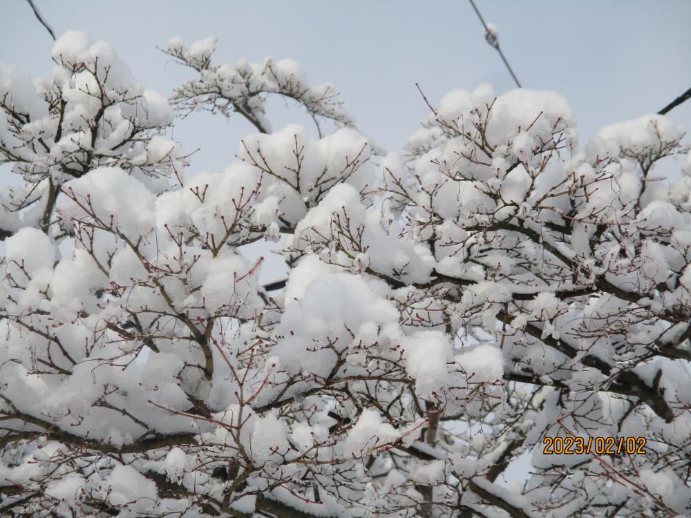 雪の中で・・・