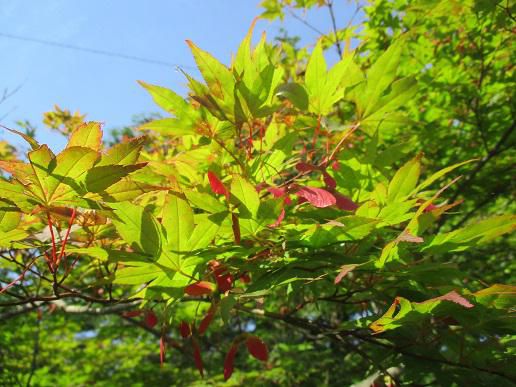 世界の都市紹介します！どうぞ、私の国に来て！