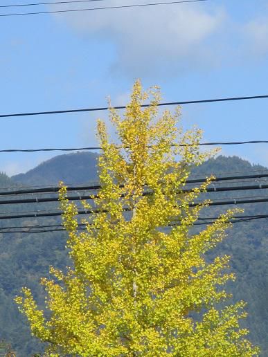 秋晴れの「負けないこと」