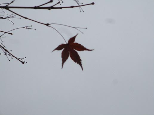 雪が降った！のかしこく