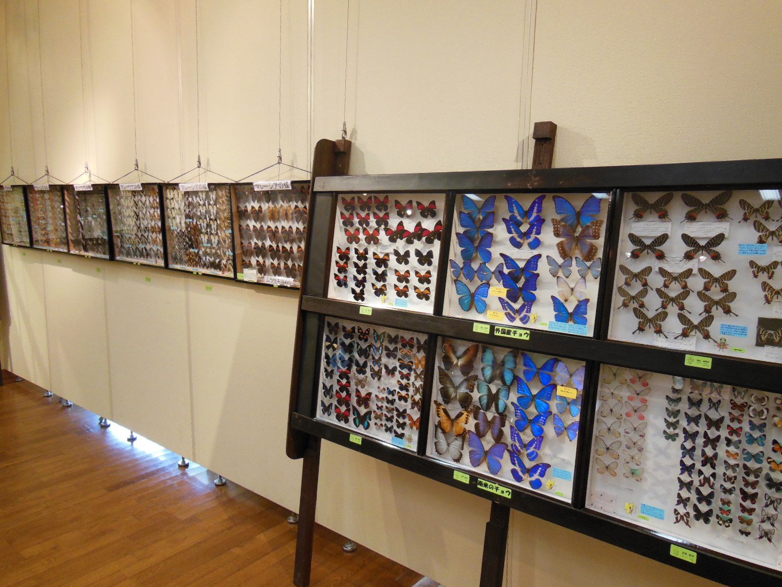 春の企画展　　昆虫宣隊ヒョウホンジャー