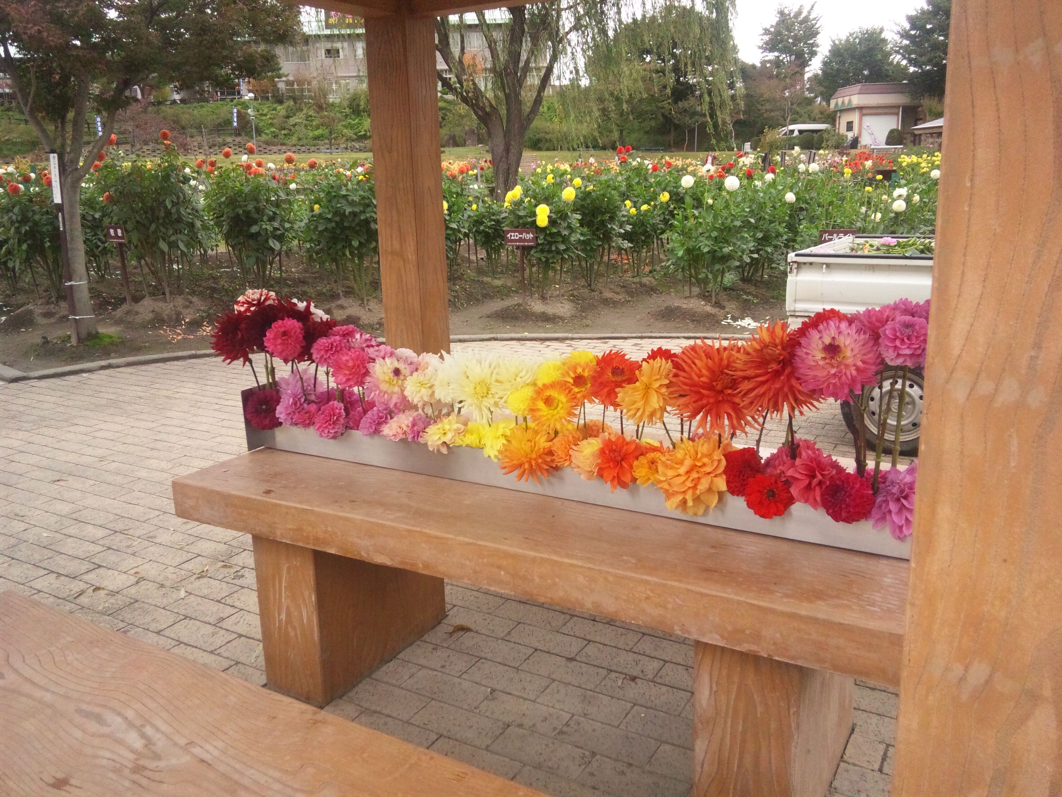 またまた川西町ダリヤ園
