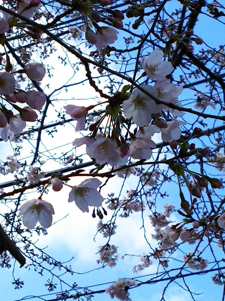 桜が咲きました！！