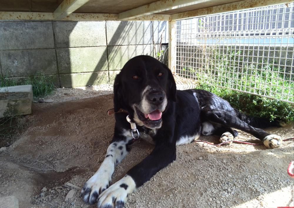 愛犬(看板犬？)
