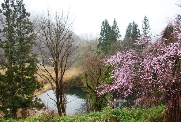 母屋の桜