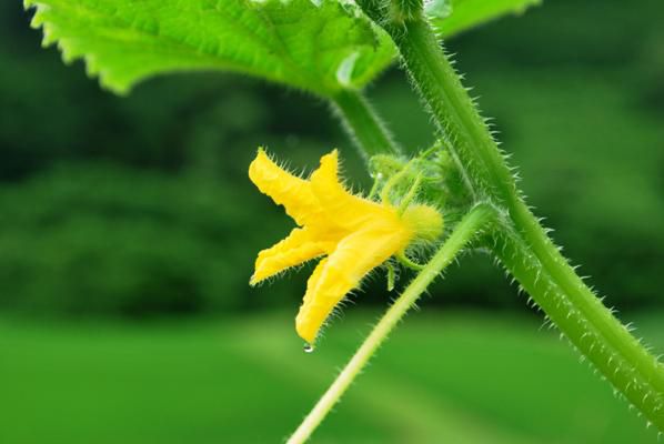 野菜の花たち