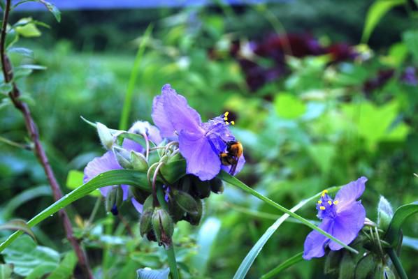 庭の花