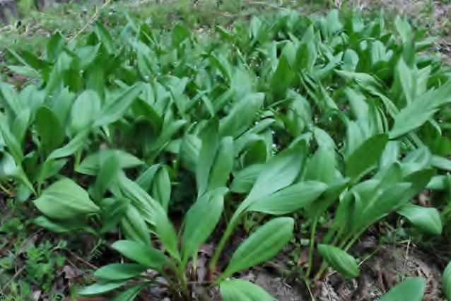 庭の山菜