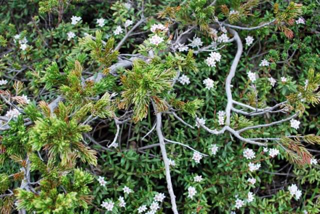 吾妻の高山植物その１