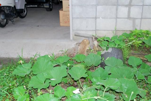 庭のかぼちゃ