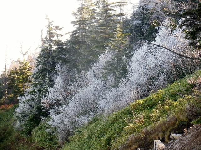 霧氷