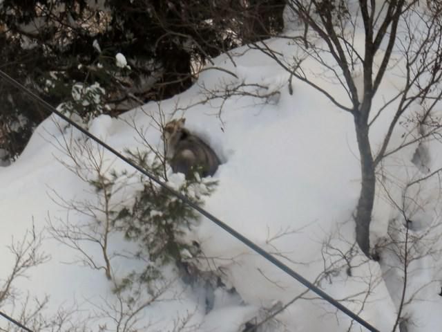 天元台高原のニホンカモシカ