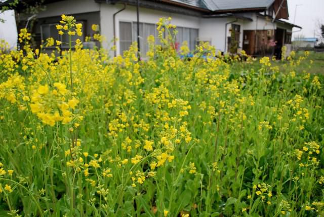 庭の食菜たち