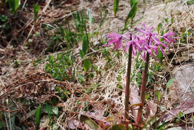 天元台第三リフトの花