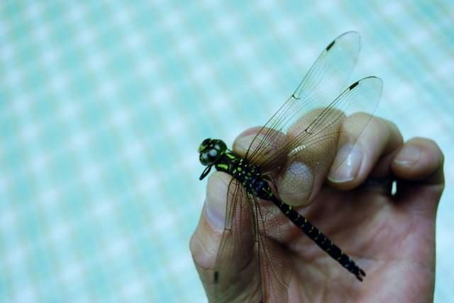 飛んで火にいる夏の虫