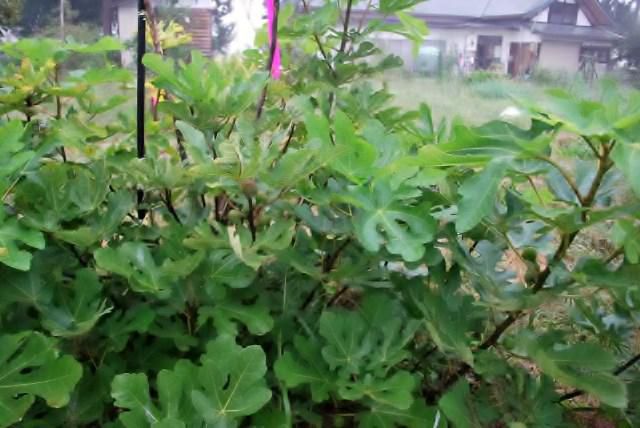 無花果