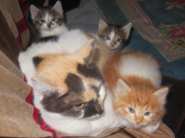 ねこ