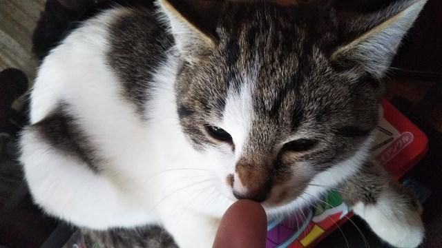 チビ