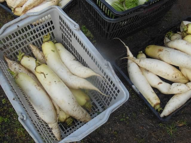 大根に白菜、かぶにチンゲン菜
