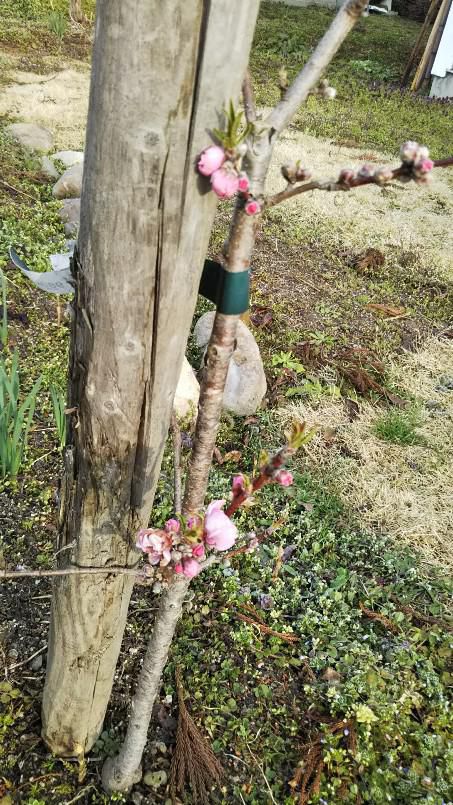 庭の花桃