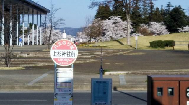 上杉神社前は桜満開