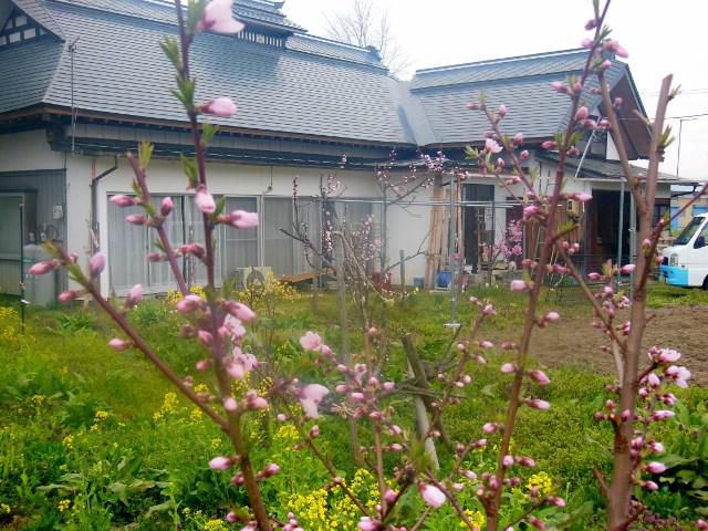 庭の花盛り