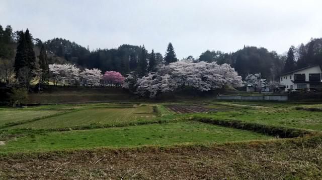 関小学校の桜満開