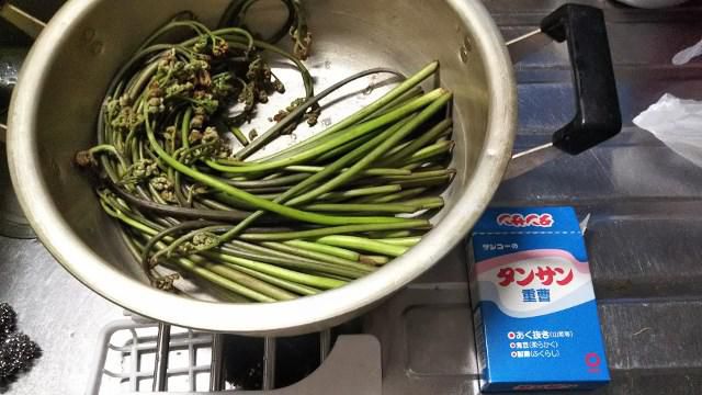 初わらび