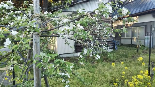 リンゴのはなが満開