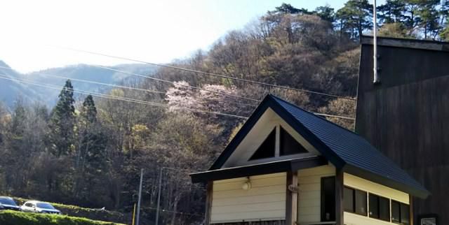 天元台高原ロープウェイ湯元駅の桜満開