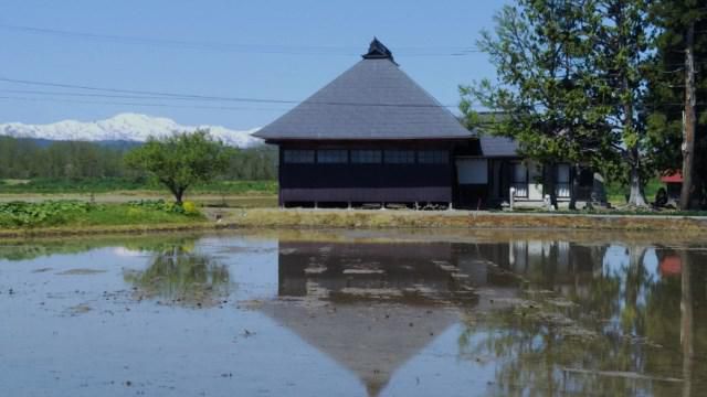 田植えが始まりました