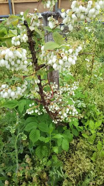ブルーベリーの花が満開